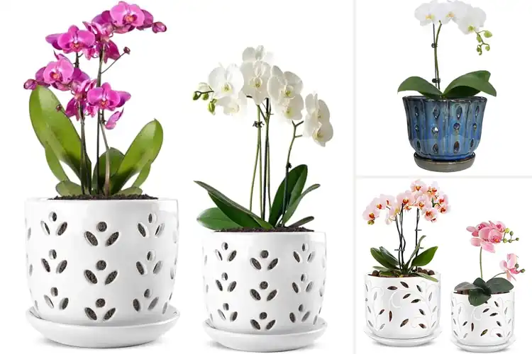Detailed view of Best Ceramic Pot Orchids: 10 Stylish Picks to Thrive