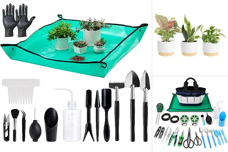 Detailed view of Best Indoor Plant Care Sets