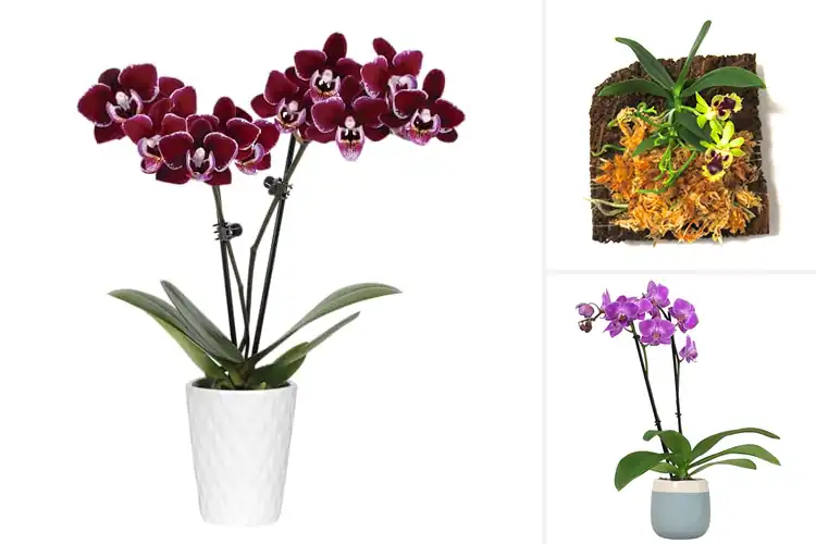 Detailed view of Best Mini Orchids: Top 10 Picks to Brighten Your Space