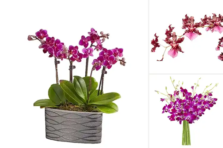 Detailed view of Best Orchid Deliveries