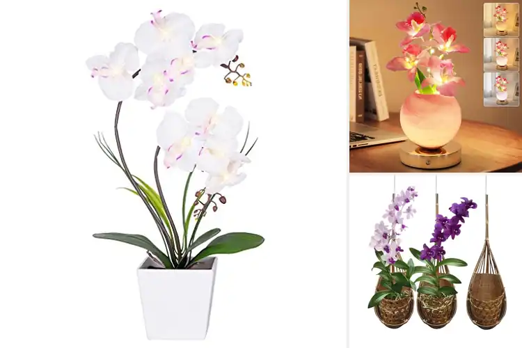 Detailed view of Best Orchid Gifts