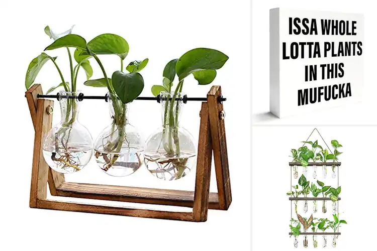 Detailed view of Best Plant Gifts: 10 Unique Ideas to Delight Any Enthusiast